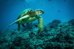 Green Sea Turtle swimming on one of the reefs of Waikiki,... by Chris Mckenna 